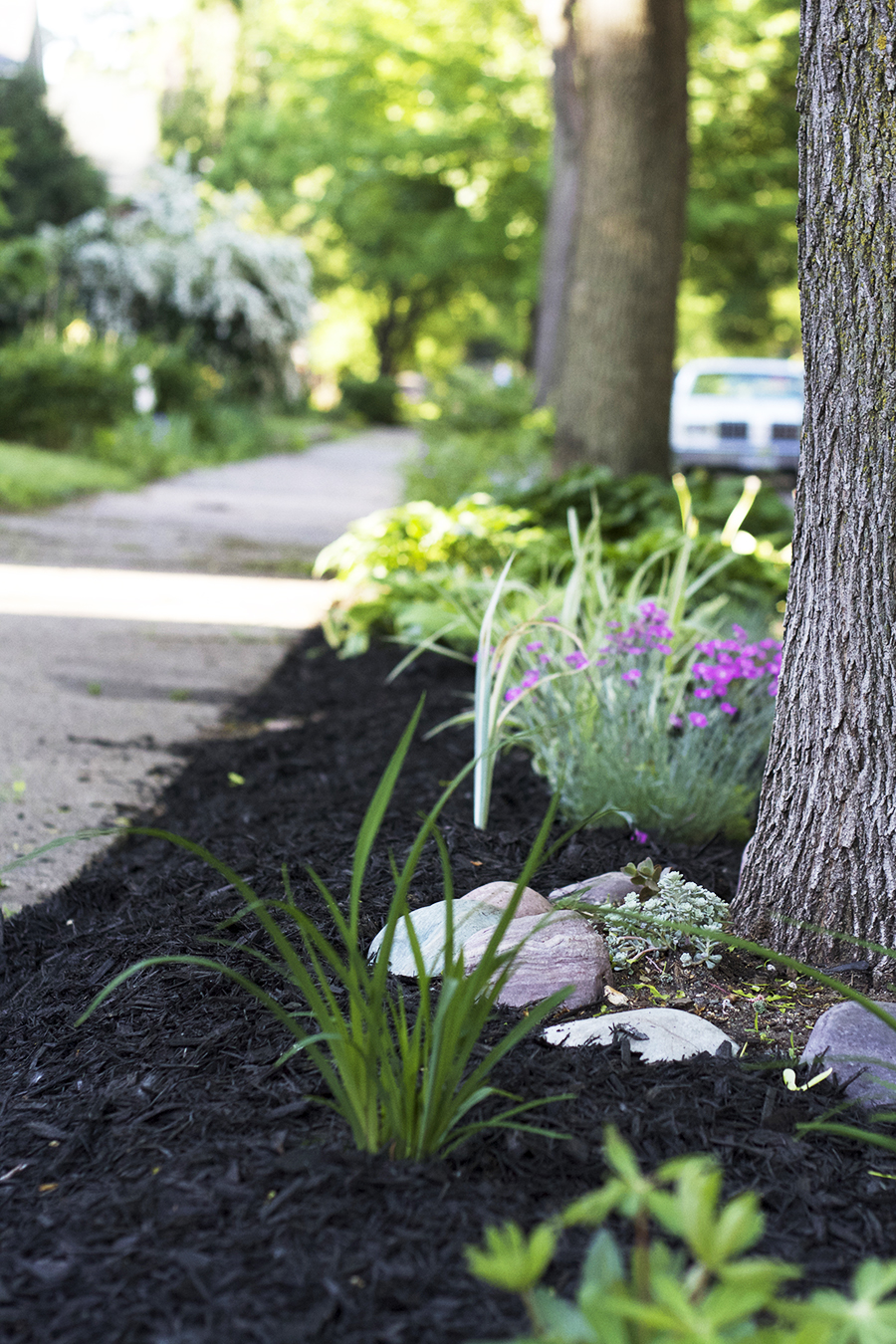 Midwestern Boulevard Garden