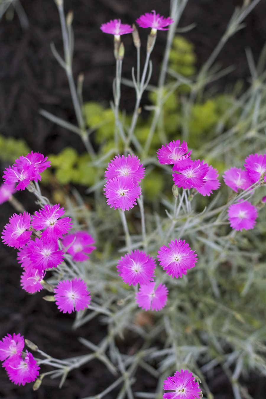 Midwestern Boulevard Garden