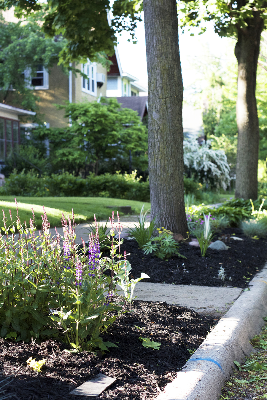 Midwestern Boulevard Garden