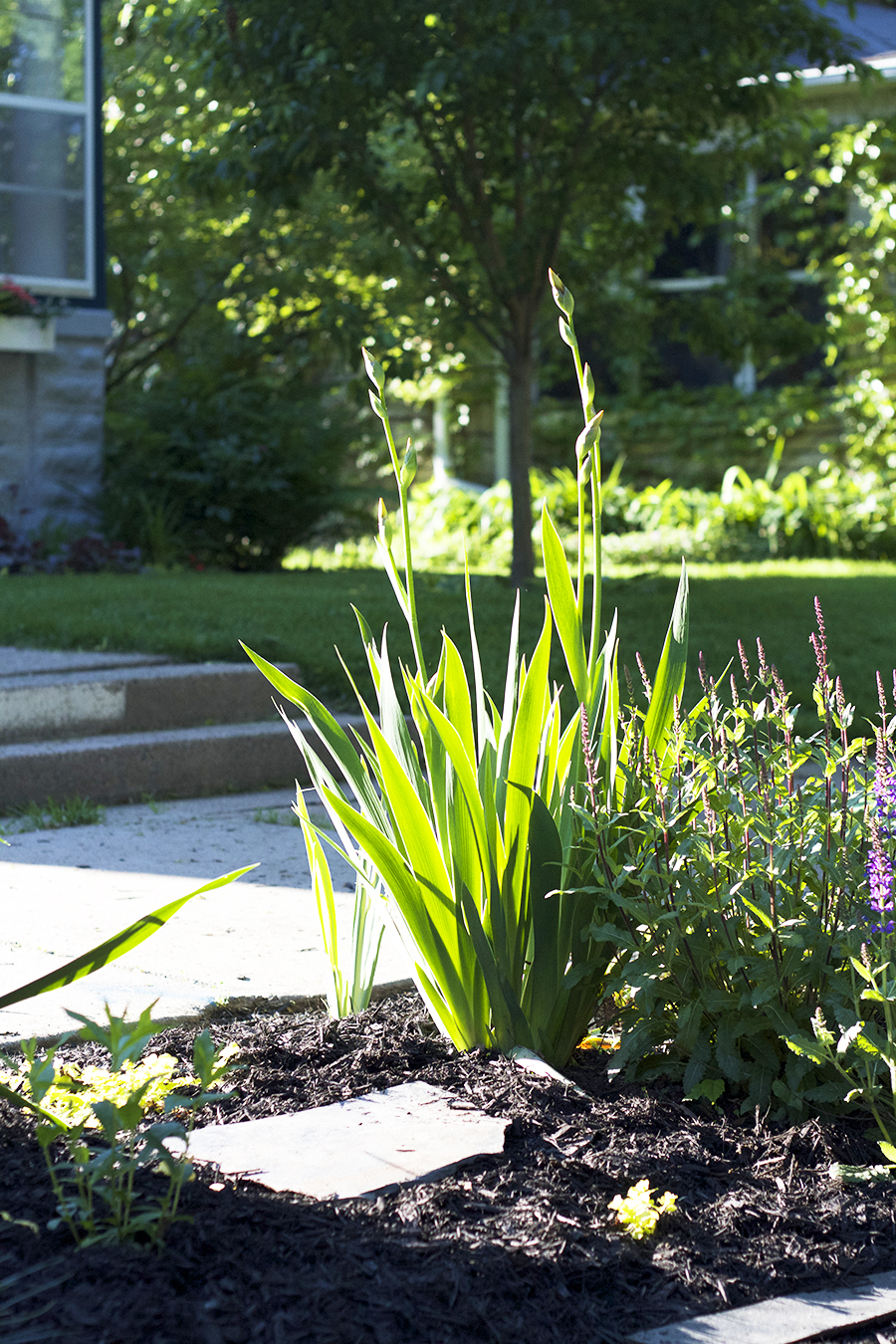 Midwestern Boulevard Garden