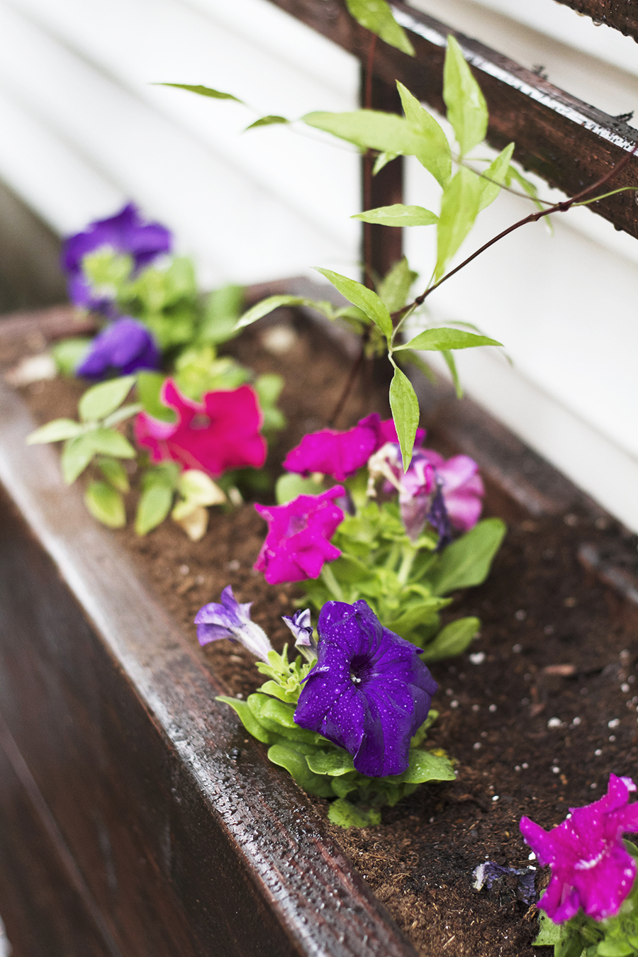 DIY Trellis and Planter Box Tutorial