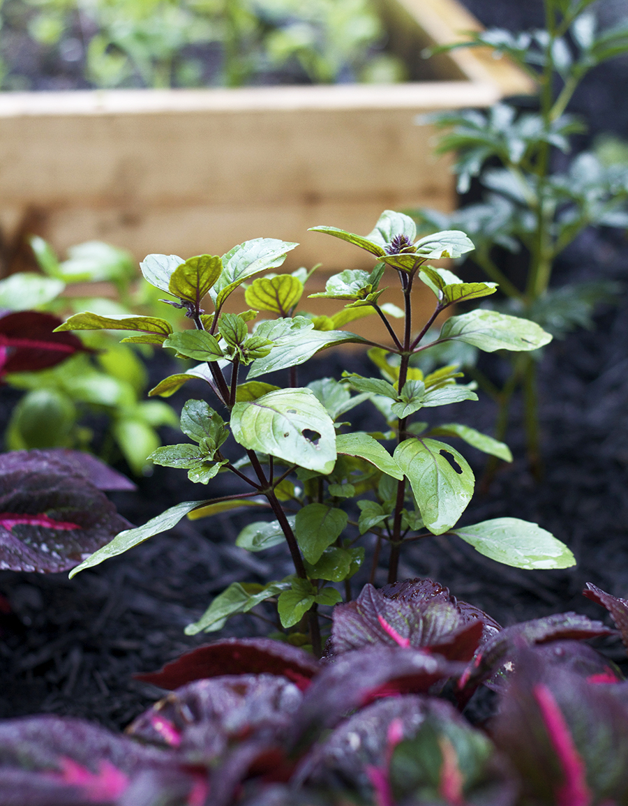 Raised Bed Side Garden