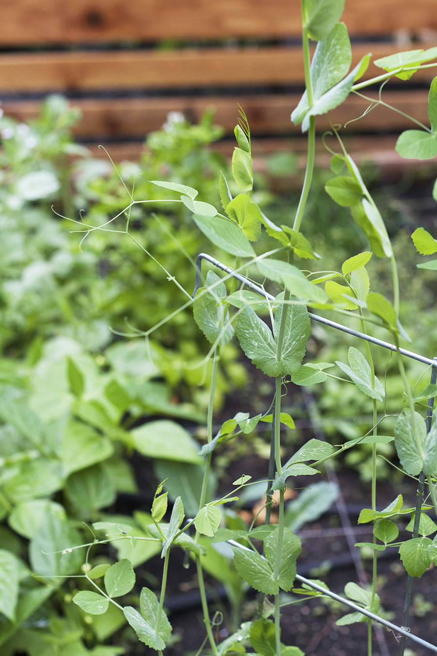 Raised Bed Side Garden