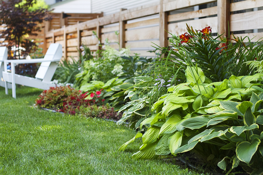 My July Garden