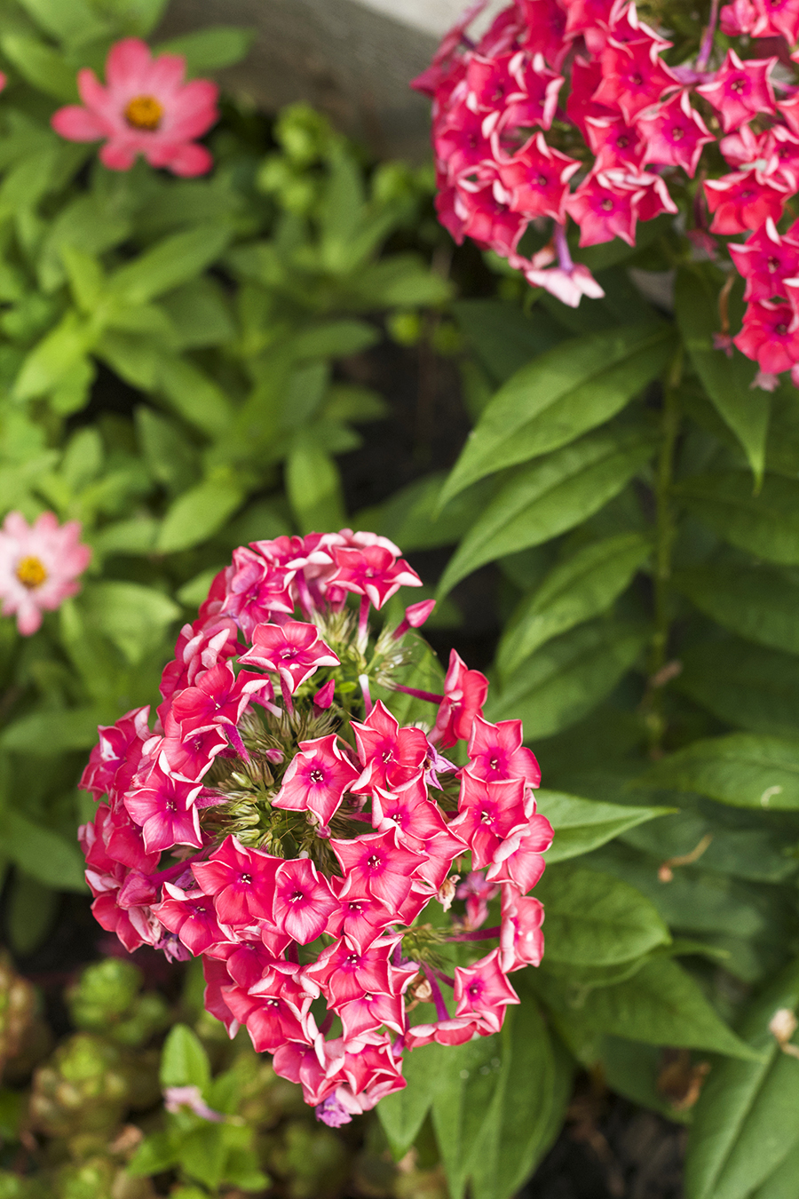 My July Garden