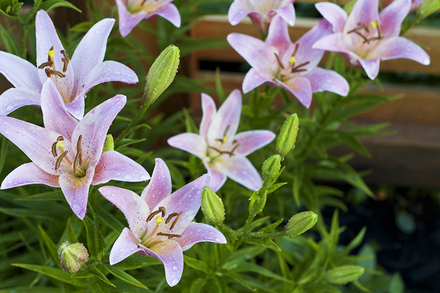 My July Garden