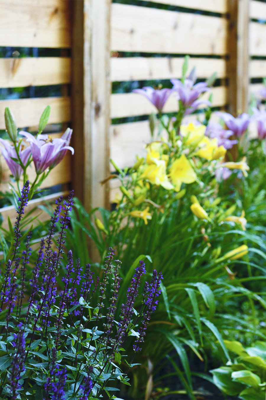 My July Garden