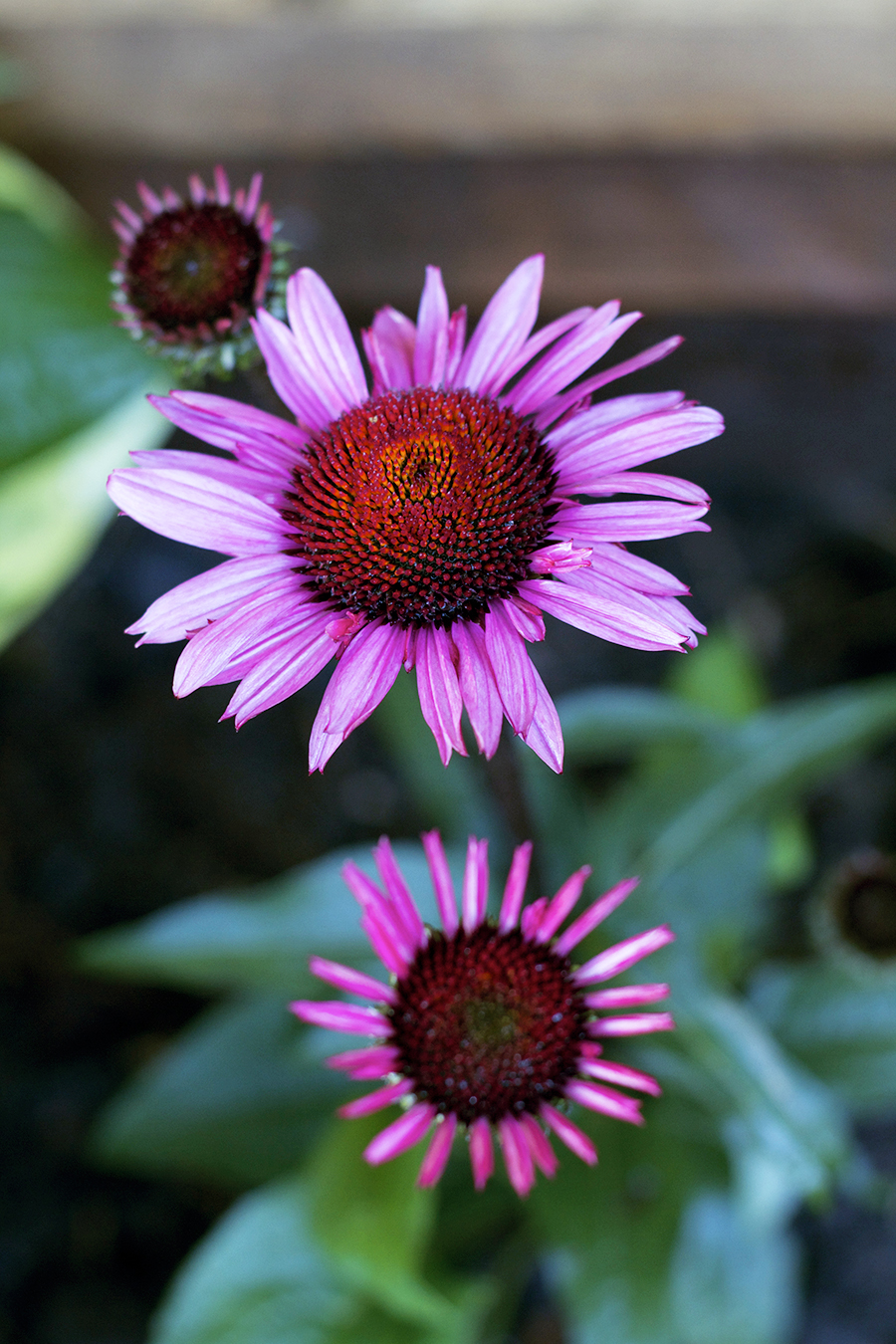 My July Garden