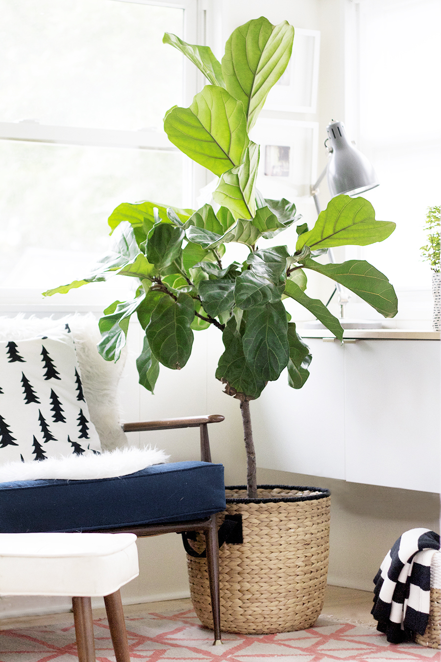 Pruning your Fiddle Leaf Fig - Deuce Cities Henhouse