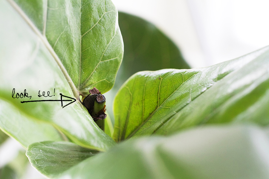 Pruning your Fiddle Leaf Fig - Deuce Cities Henhouse