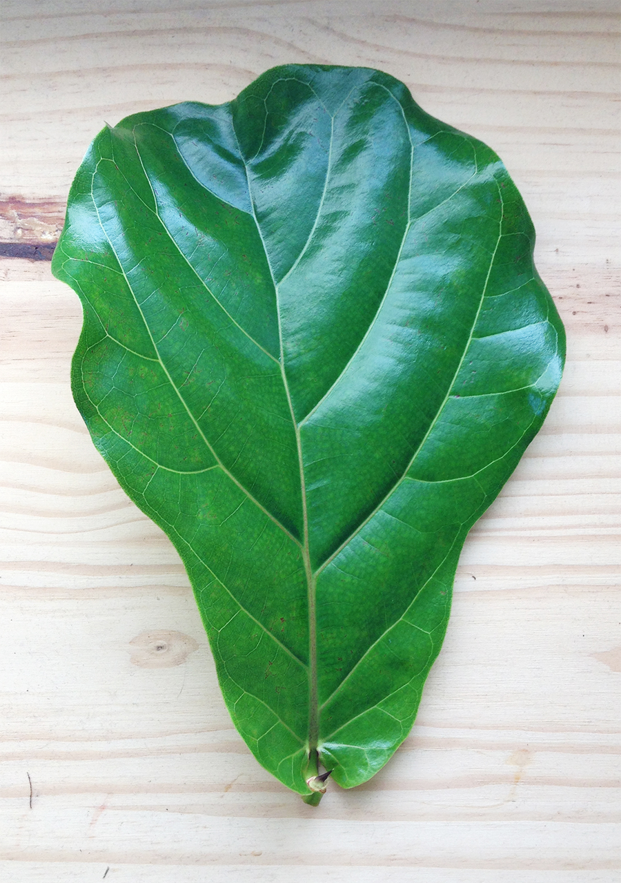 Pruning your Fiddle Leaf Fig - Deuce Cities Henhouse