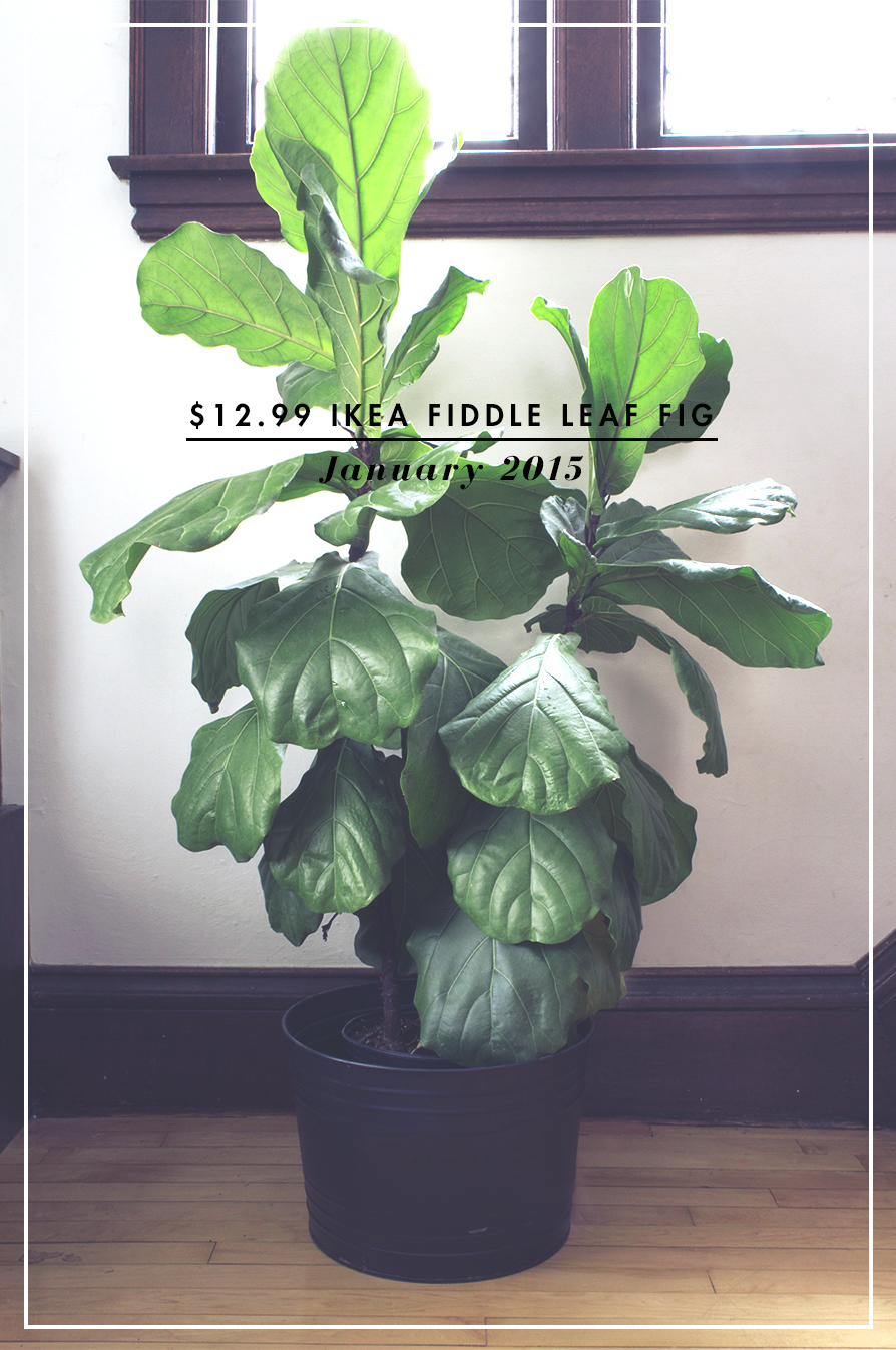 How to Not Kill your Fiddle Leaf Fig