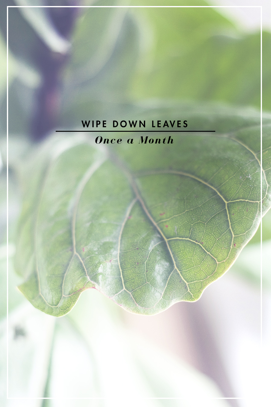 4 Steps to Not Kill a Fiddle Leaf Fig