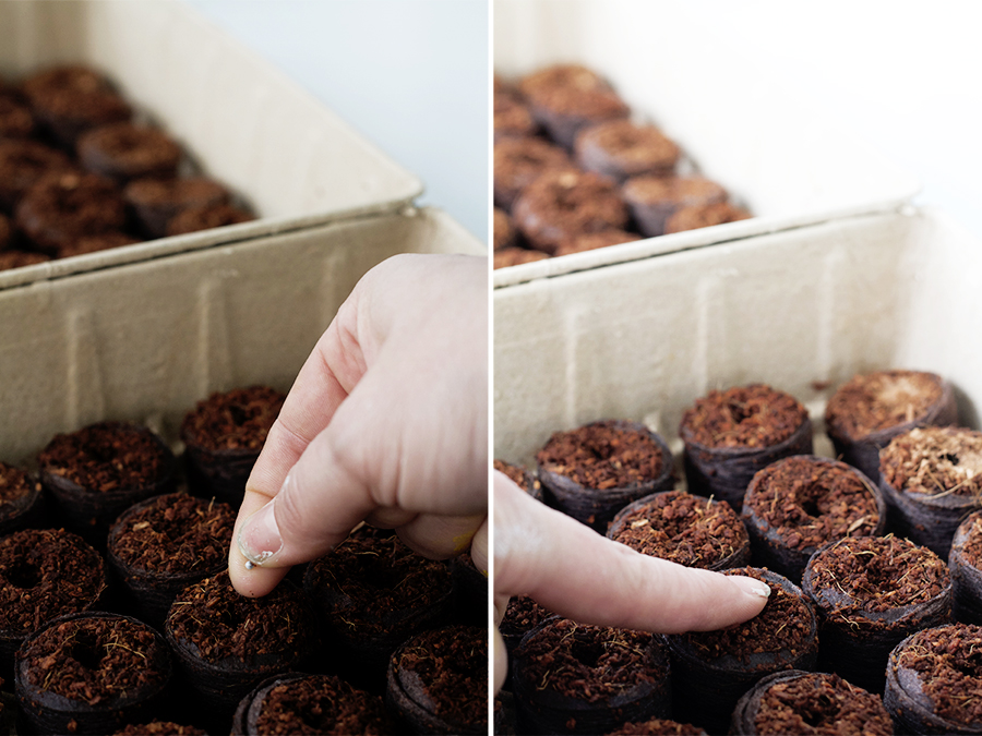 Sowing Seeds Indoors