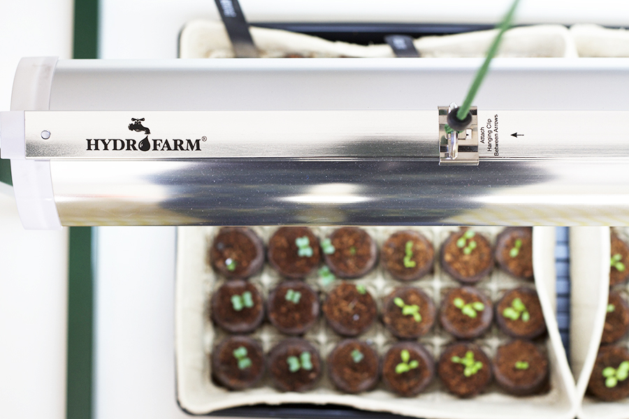 Sowing Seeds Indoors