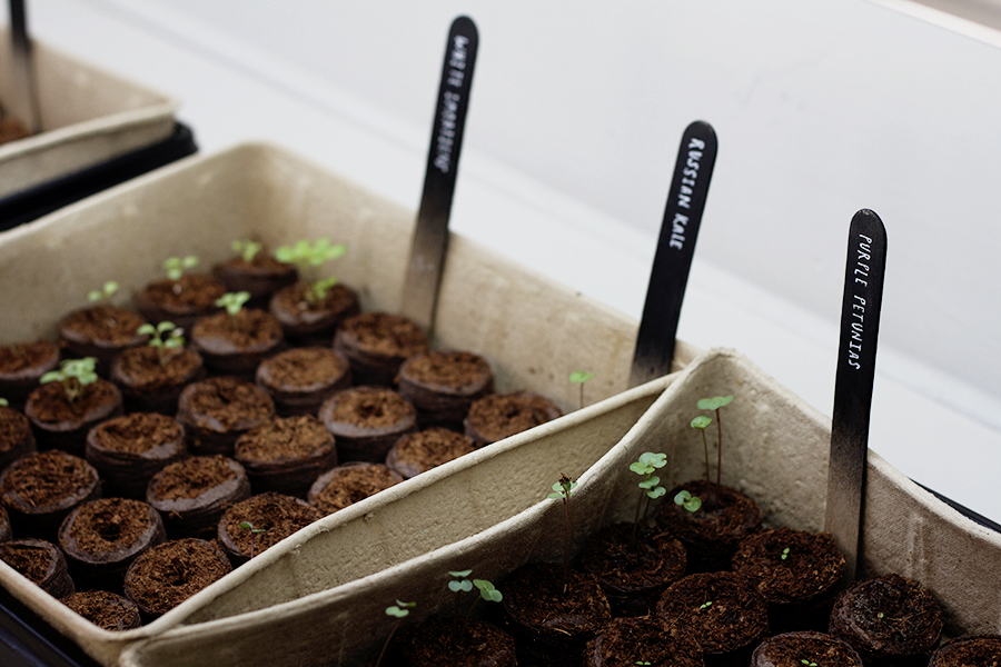 Sowing Seeds Indoors