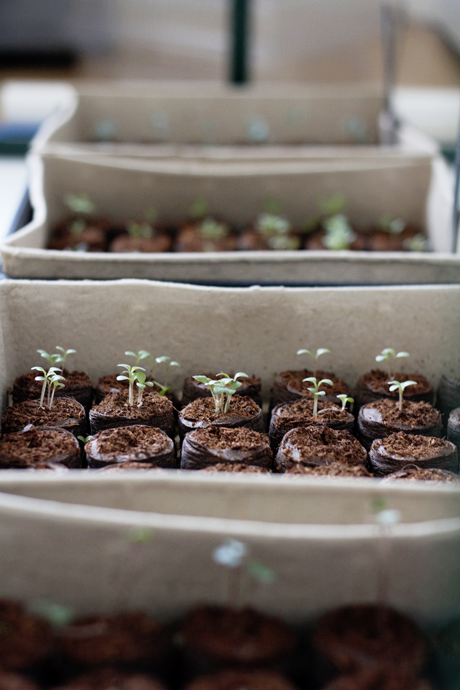 Sowing Seeds Indoors