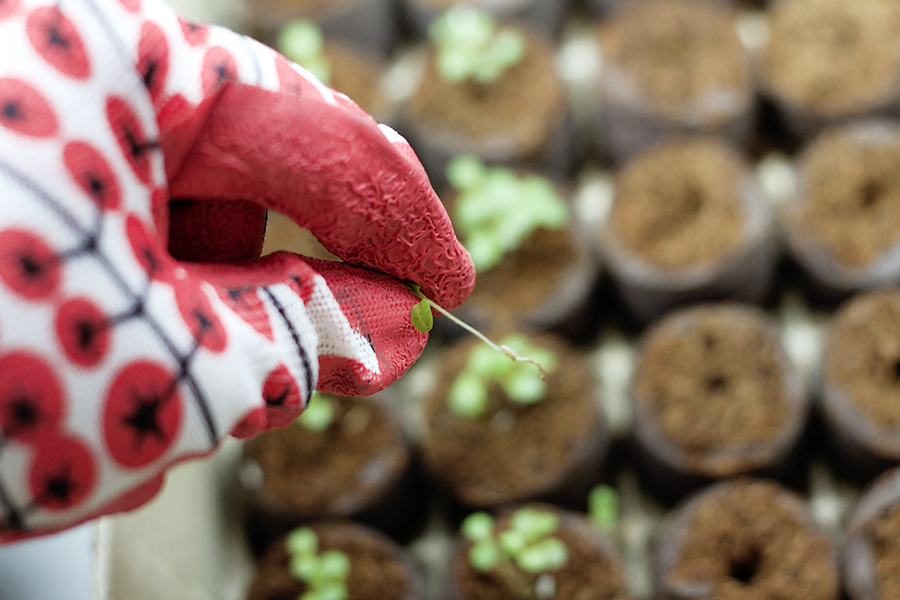 Sowing Seeds Indoors