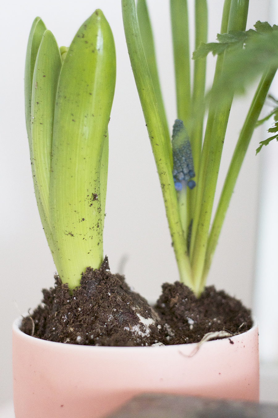 Add Spring to your home using grocery store bulb gardens and pretty little vessels