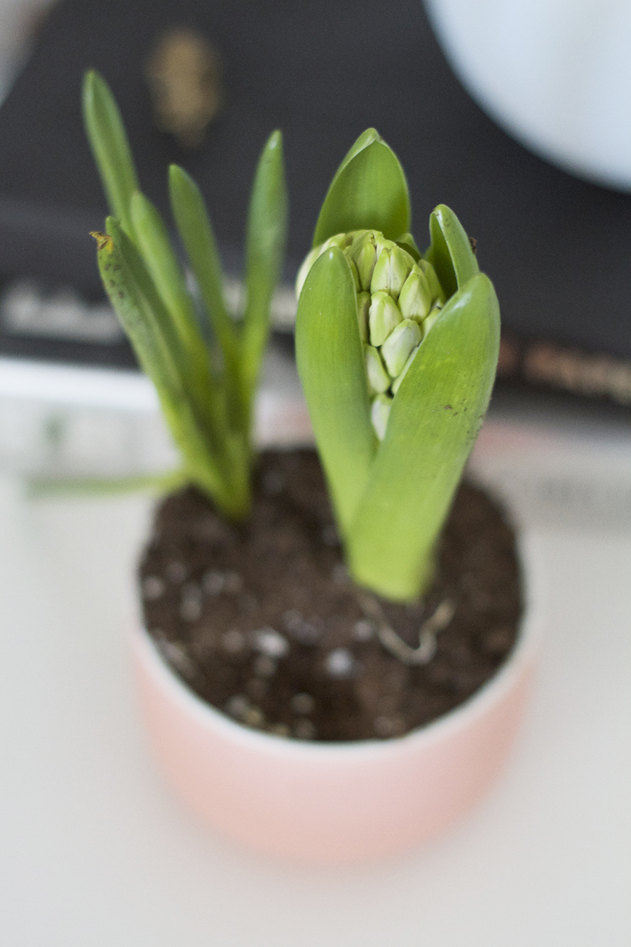 Add Spring to your home using grocery store bulb gardens and pretty little vessels