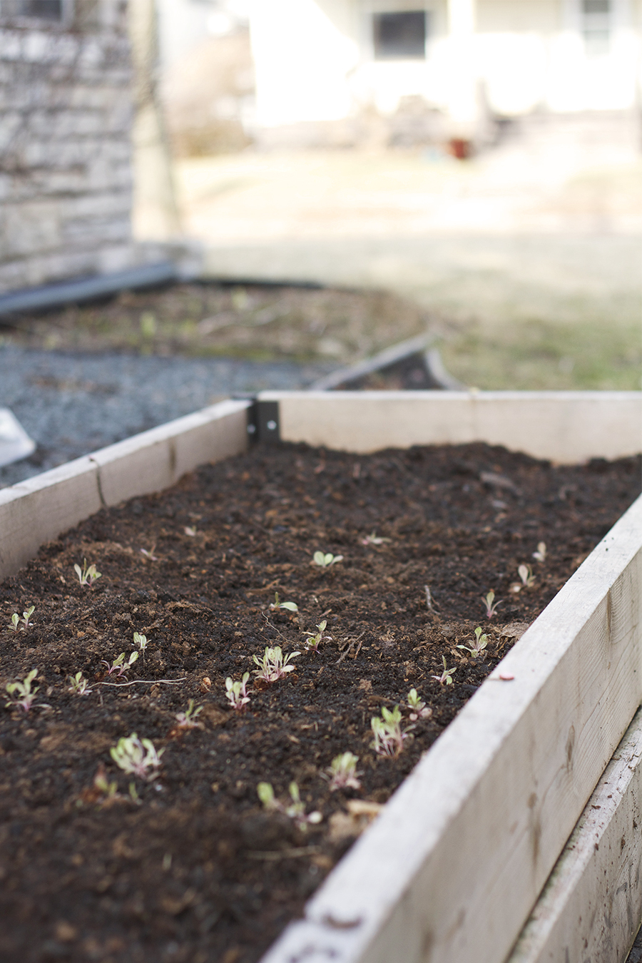 Getting Kids Involved with Gardening