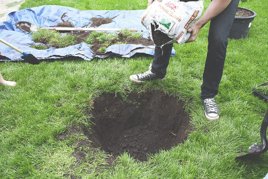 How to Plant a Tree | Deuce Cities HenHouse