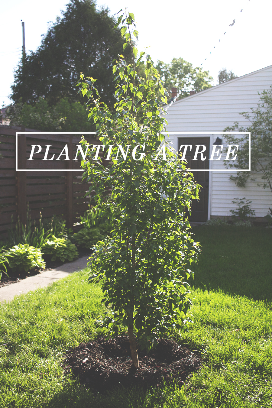 How to Plant a Tree | Deuce Cities HenHouse