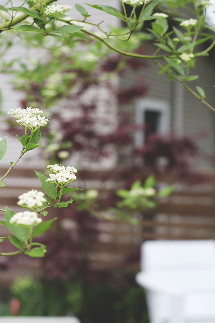 My May Garden | Deuce Cities Henhouse