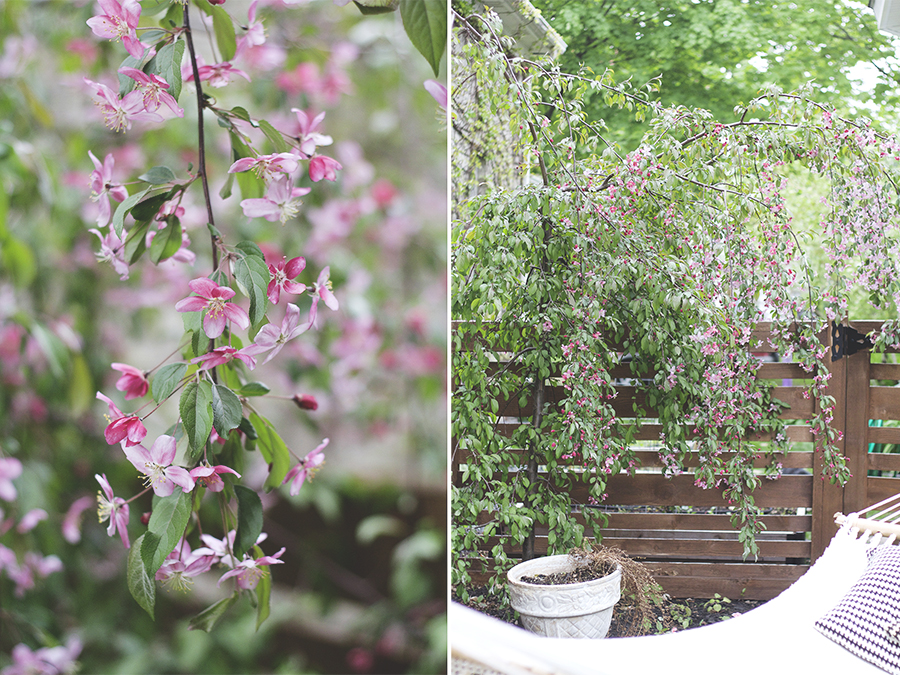 My May Garden | Deuce Cities Henhouse