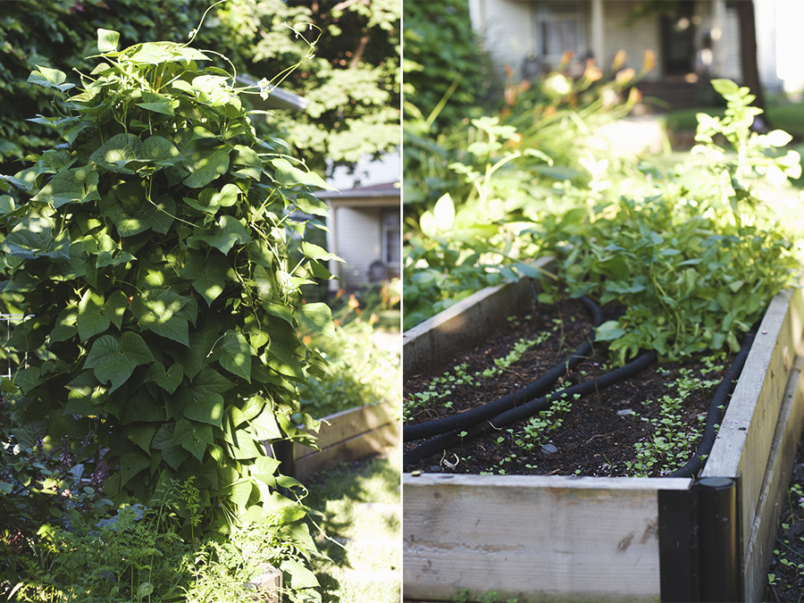 My July Garden | Deuce Cities Henhouse