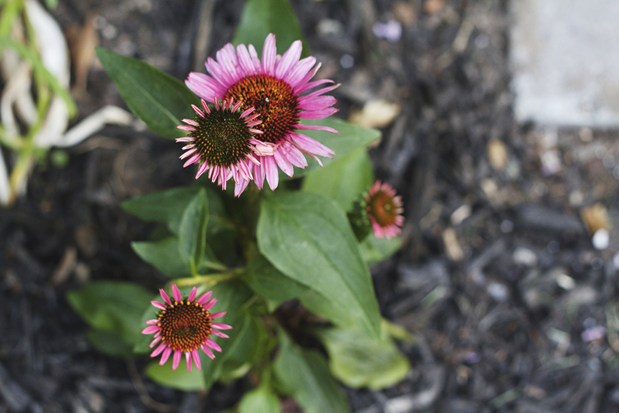 My July Garden | Deuce Cities Henhouse