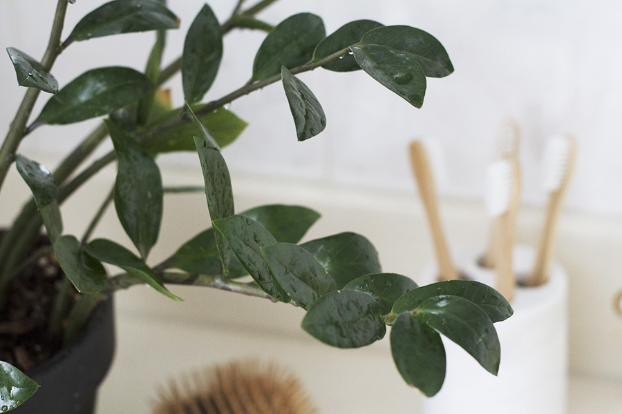 Plants are perfect on a vanity