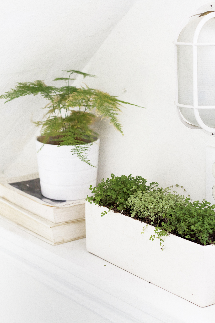 Greenery in the Side Door Entry