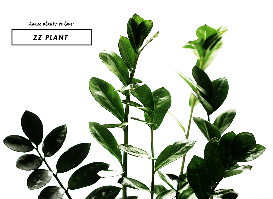 House Plants to Love : ZZ Plant