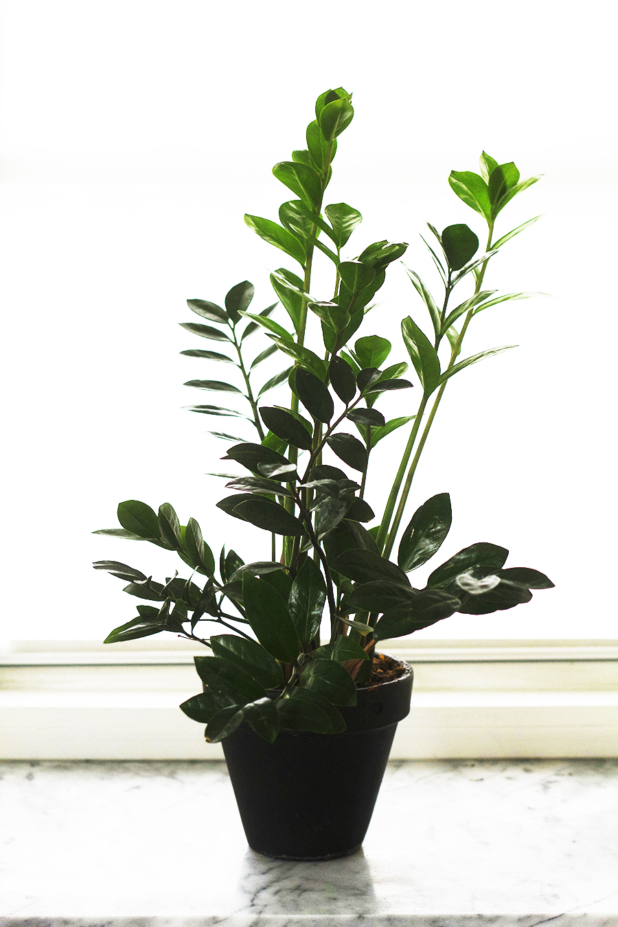 House Plants to Love : ZZ Plant