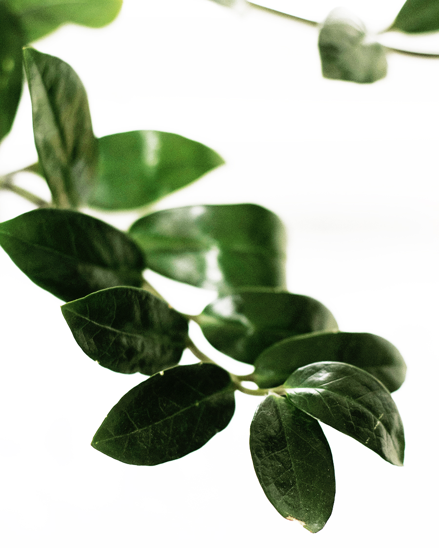 House Plants to Love : ZZ Plant