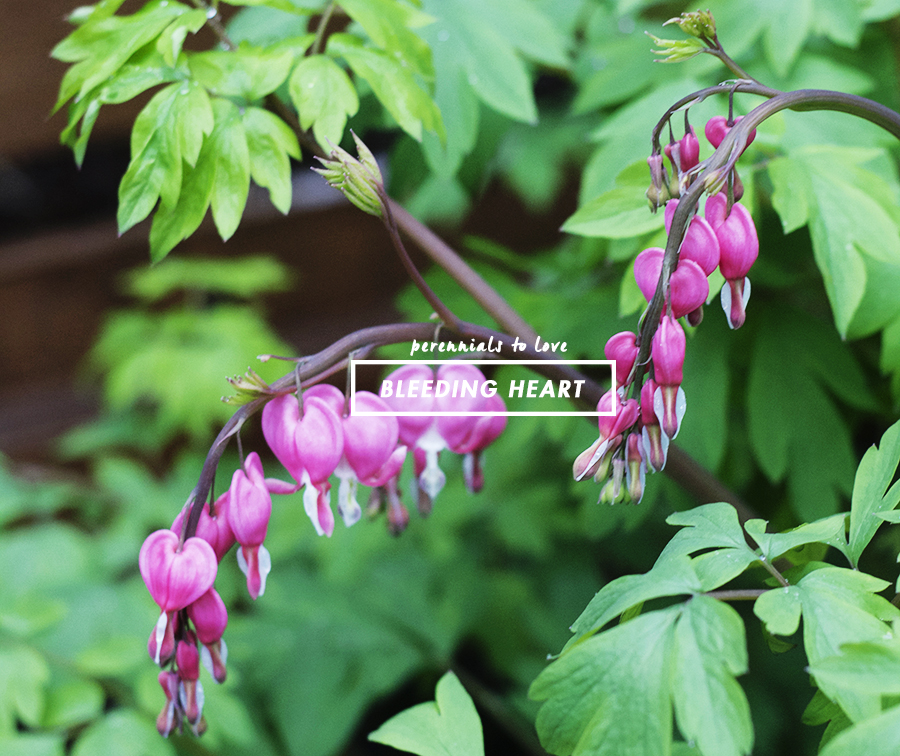 Growing Perennials : Bleeding Heart