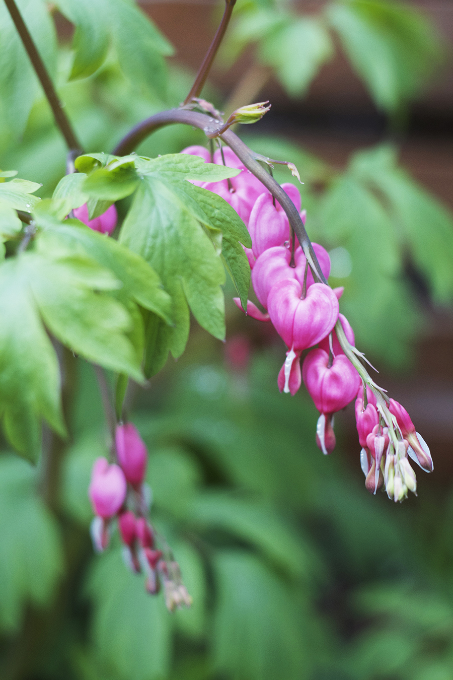 Growing Perennials : Bleeding Heart