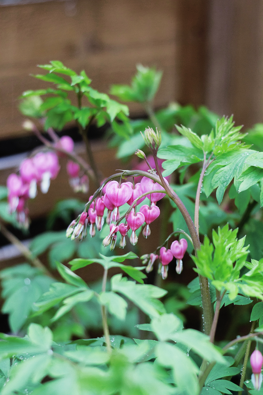 Growing Perennials : Bleeding Heart