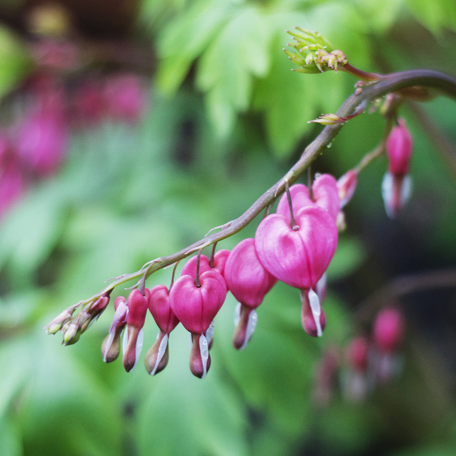 Growing Perennials : Bleeding Heart