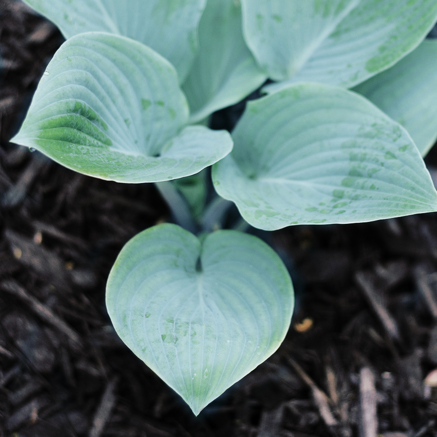 Growing Perennials : Bleeding Heart