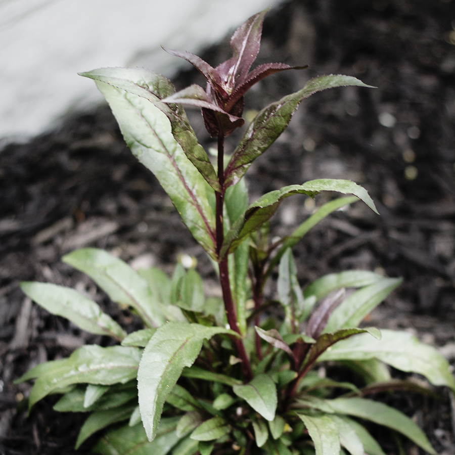 Growing Perennials : Bleeding Heart