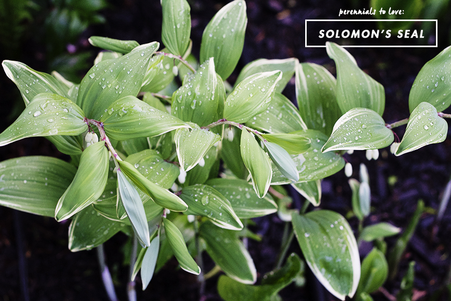 Growing Perennials Series: Solomon's Seal