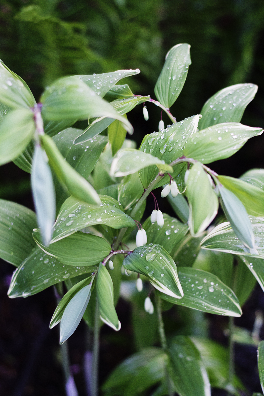 Growing Perennials Series: Solomon's Seal