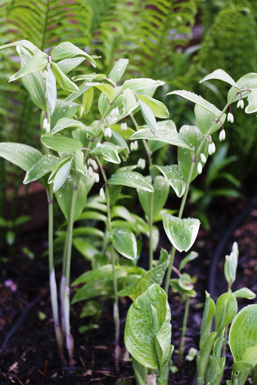 Growing Perennials Series: Solomon's Seal