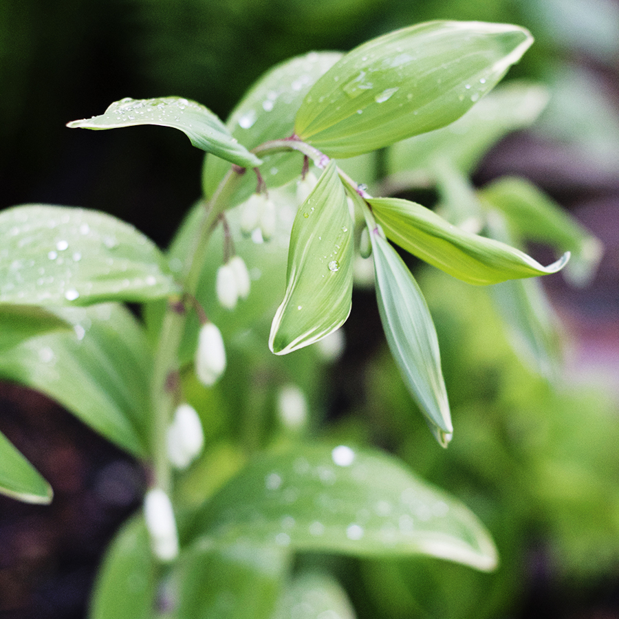 Growing Perennials Series: Solomon's Seal