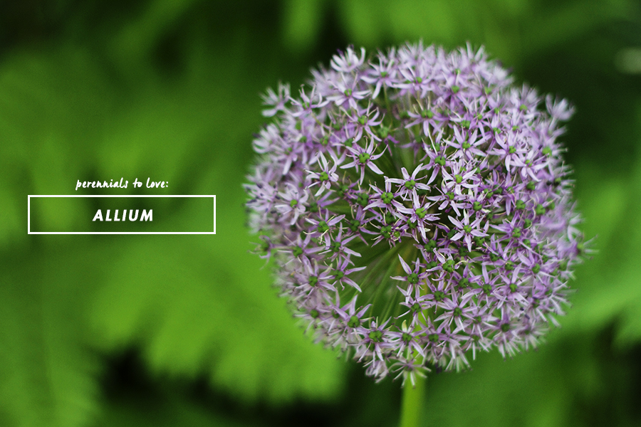 Growing Perennials Series: Allium