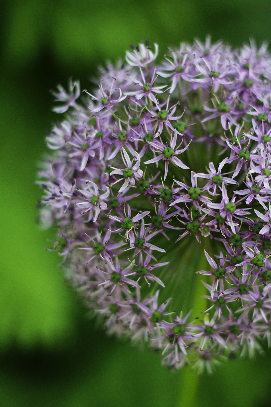 Growing Perennials Series: Allium