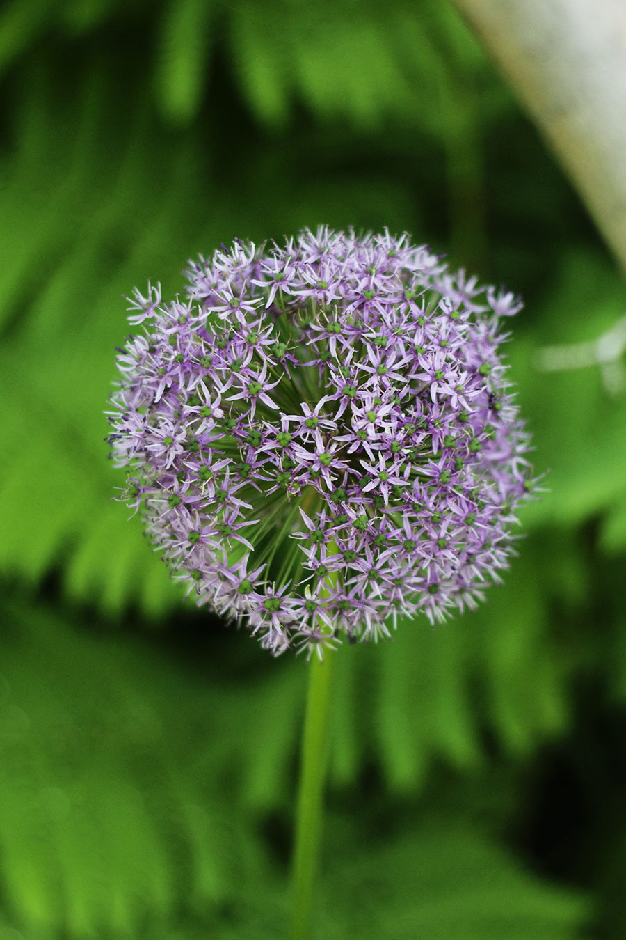 Growing Perennials Series: Allium