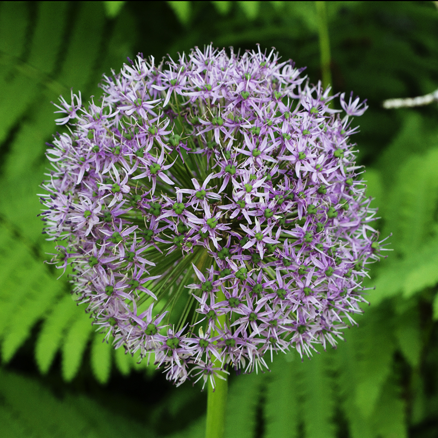 Growing Perennials Series: Allium